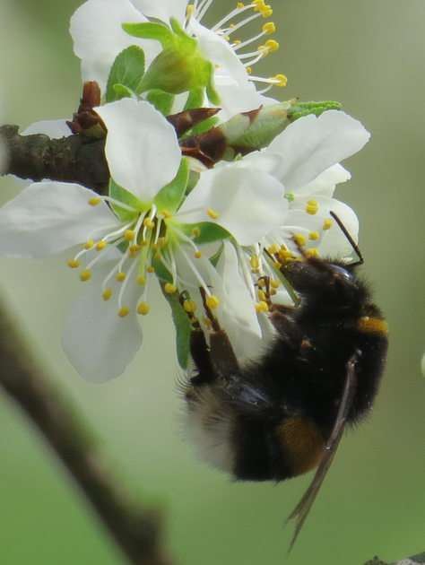 Bumblebee on plum online puzzle