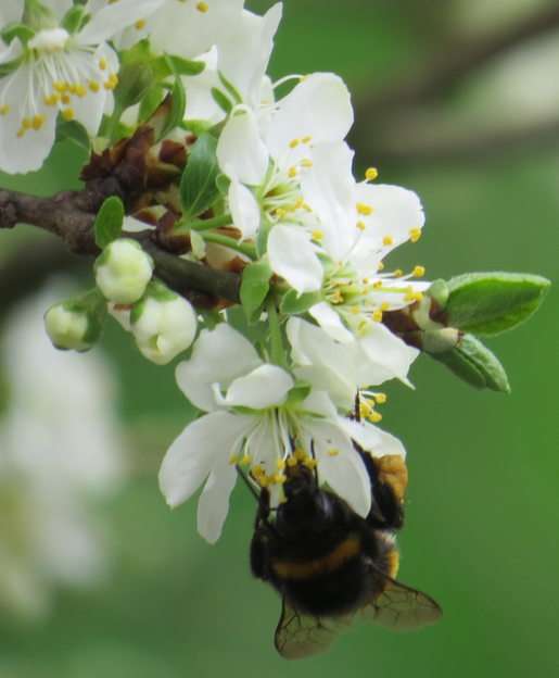 Pollination puzzle online from photo