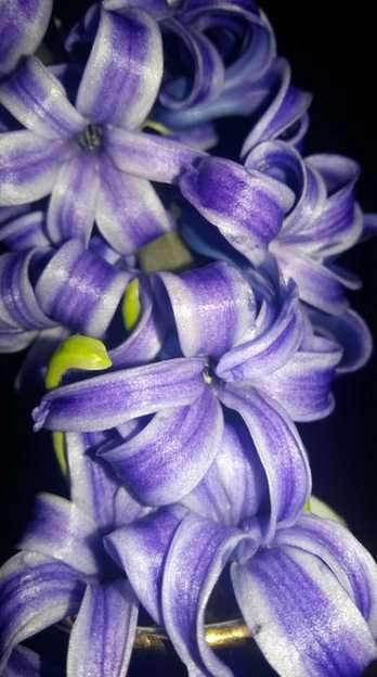 Hyacinth puzzle online from photo