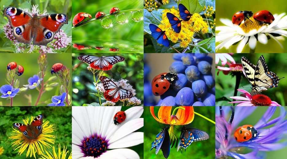 Lieveheersbeestjes zijn gestippeld ... in een vlinder van ki-vlekken online puzzel