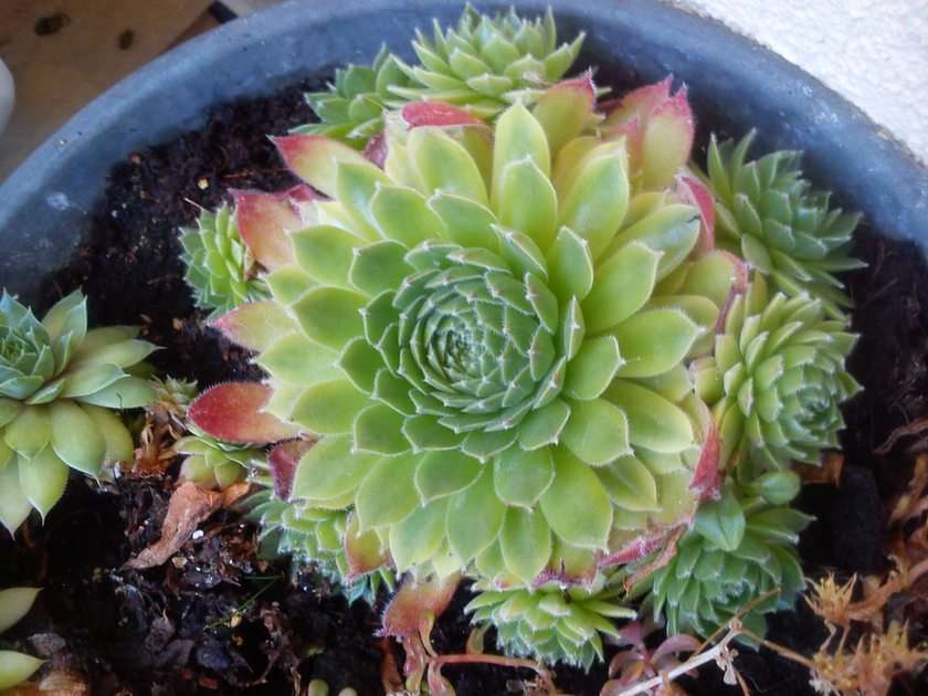 succulent puzzle en ligne