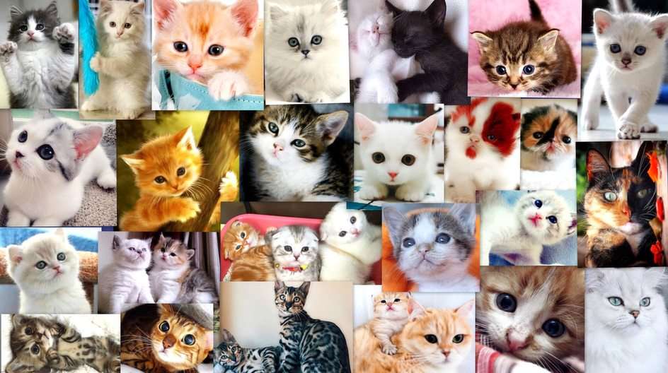 Kittens online puzzel