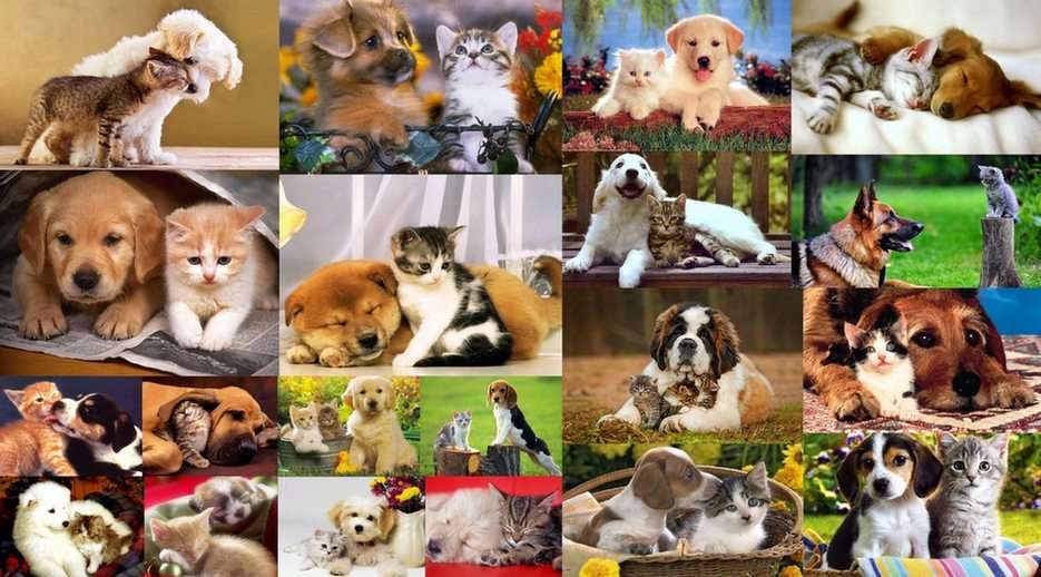 Σκύλοι και γάτες παζλ online από φωτογραφία