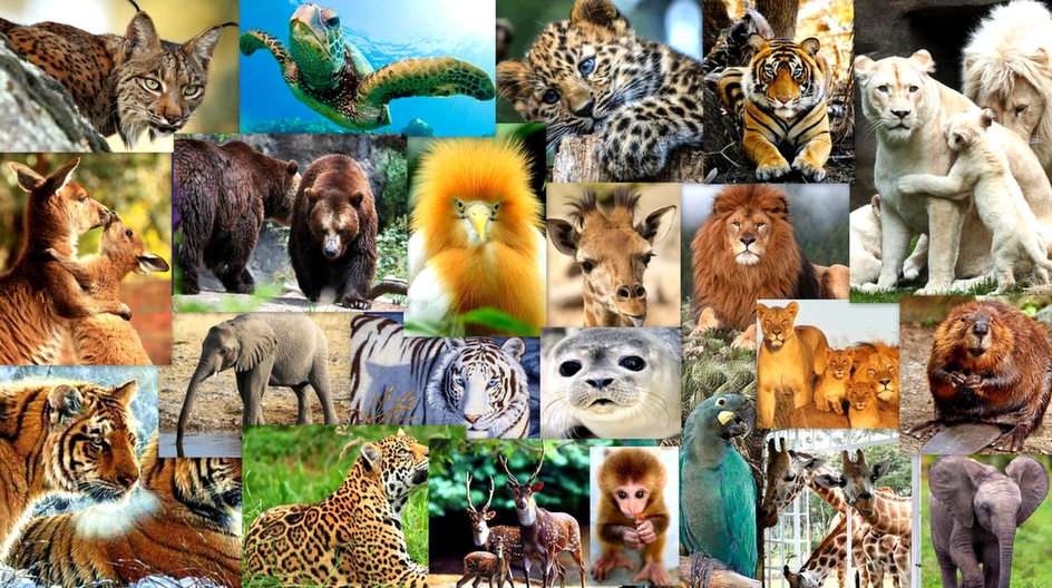 Зоологическа градина... онлайн пъзел от снимка