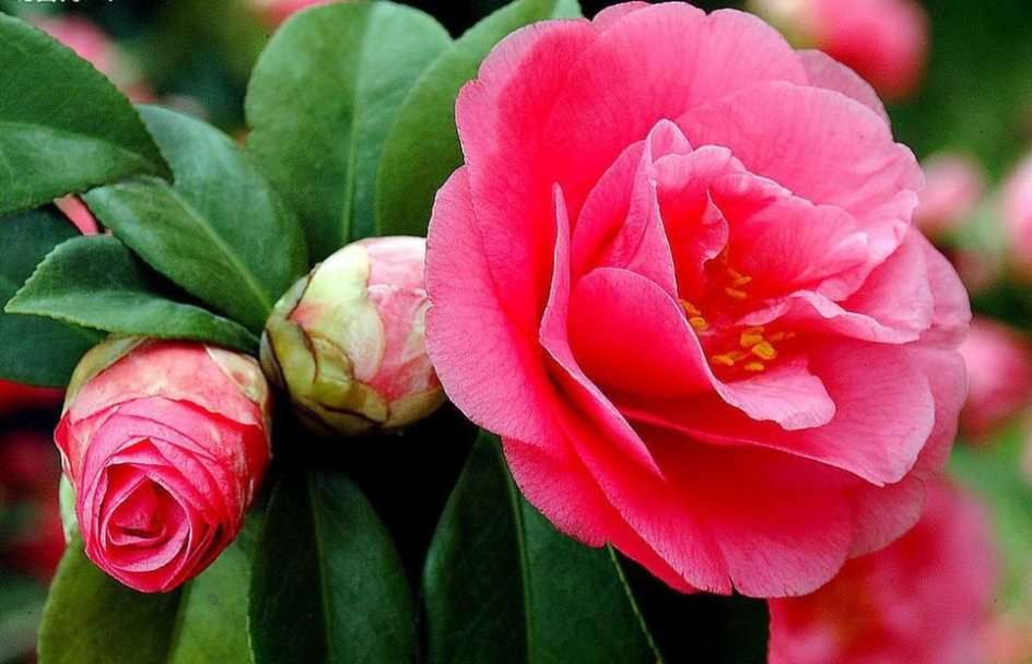 camellia puzzle online from photo