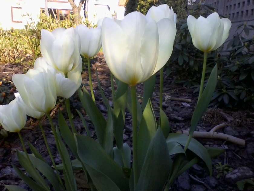 Witte tulpen puzzel online van foto