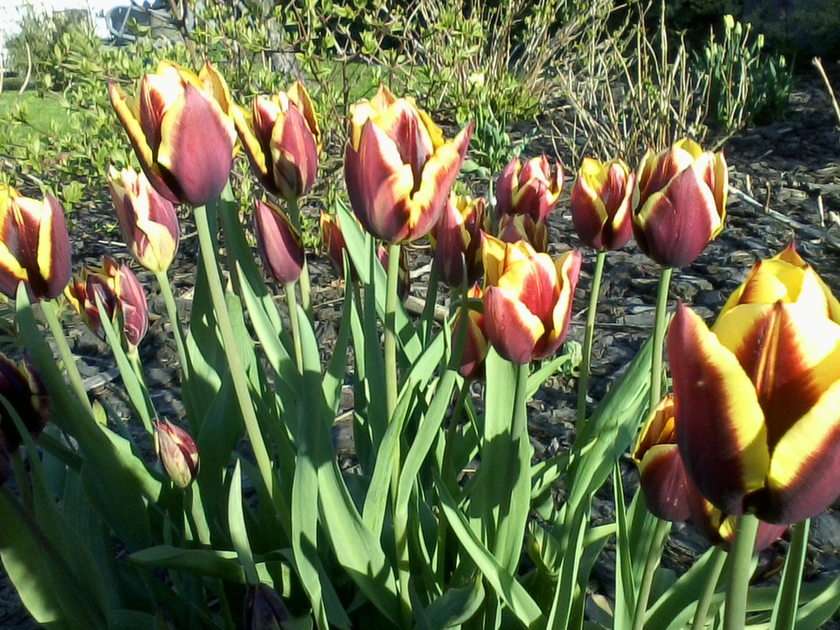 Tulpen online puzzel