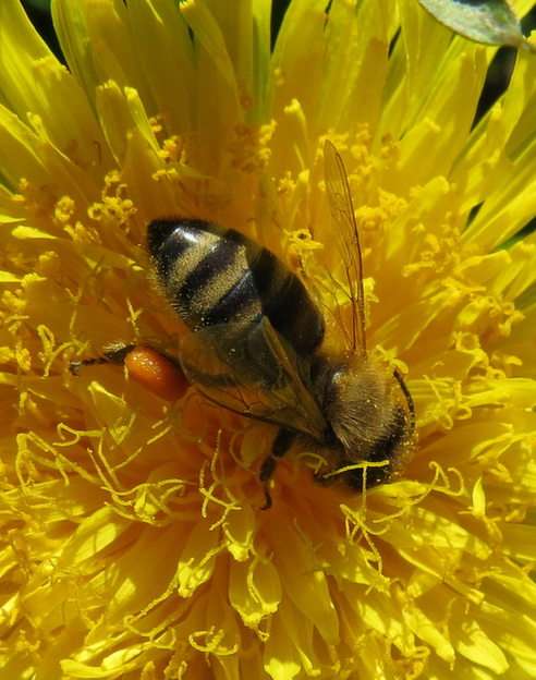 Пчела онлайн пъзел от снимка