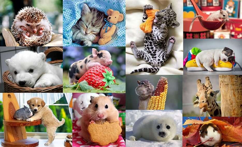 Animale de companie puzzle online din fotografie