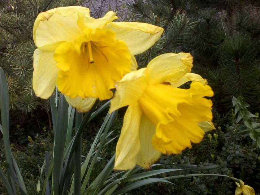 Narcisos amarillos puzzle online a partir de foto