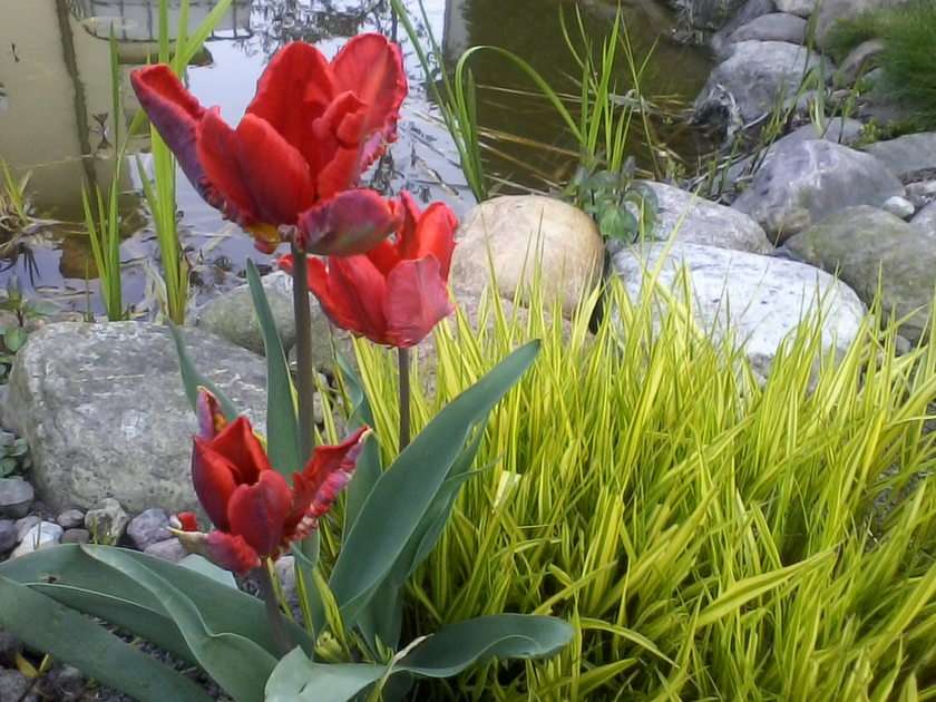 Red tulips puzzle online from photo