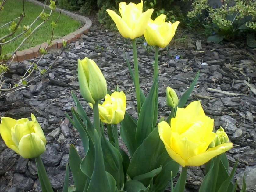 Gele tulpen online puzzel
