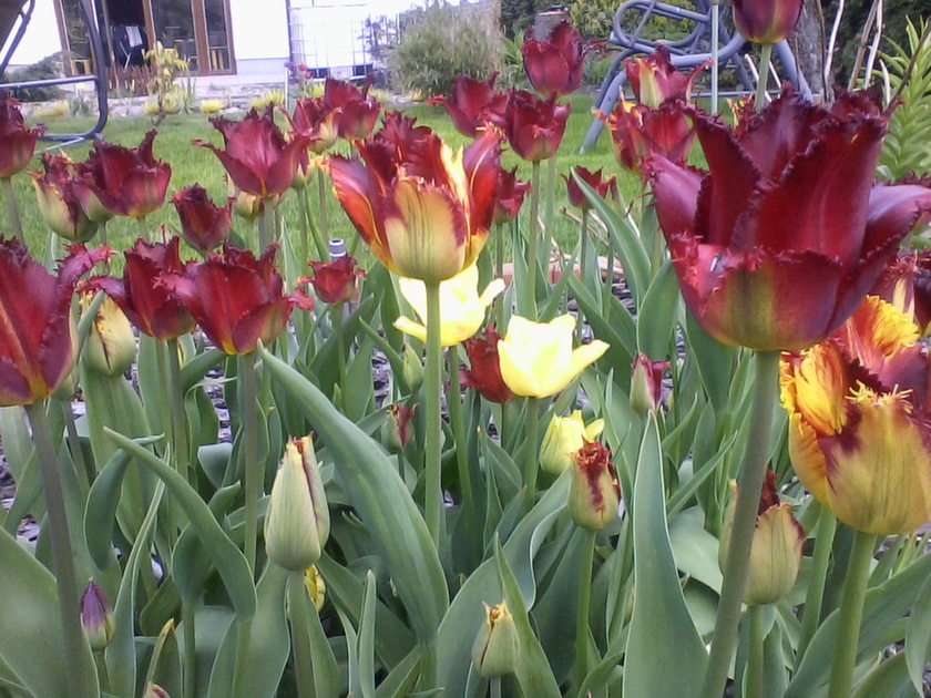 Clump of tulips puzzle online from photo