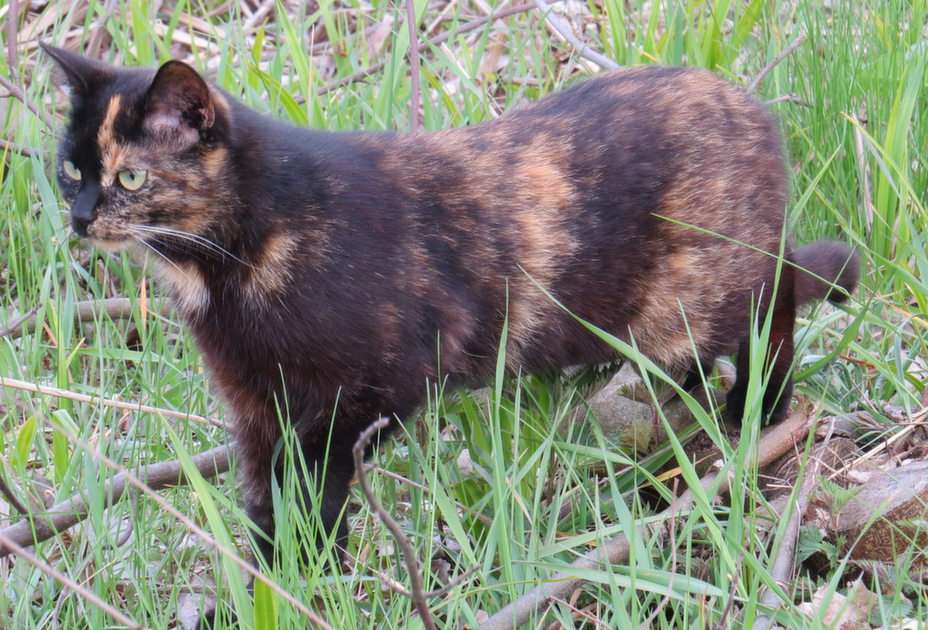 Katten på jakt pussel online från foto