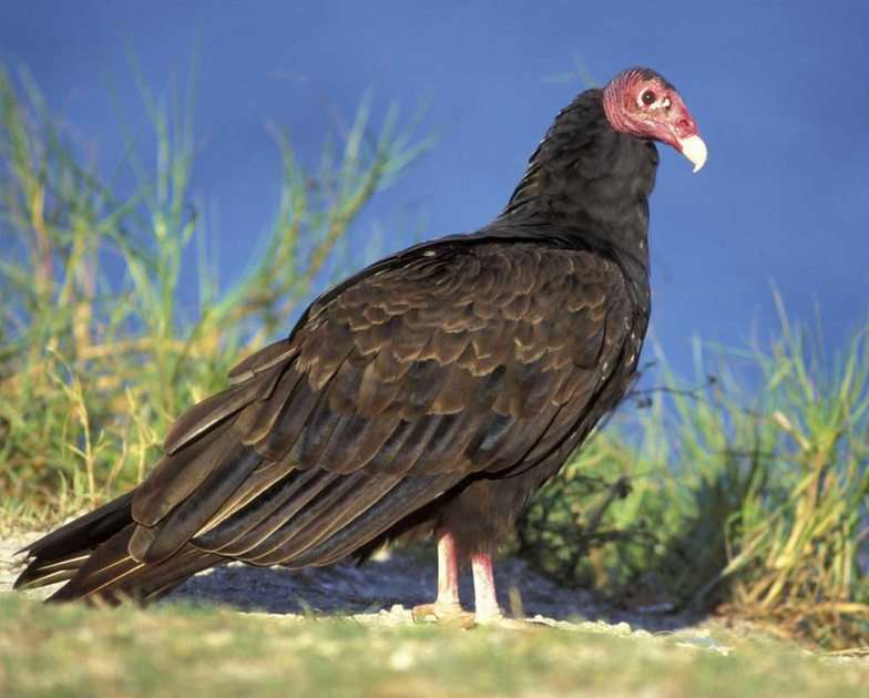Vulturul de curcan puzzle online din fotografie