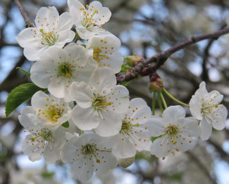 Cherry blossoms online puzzle