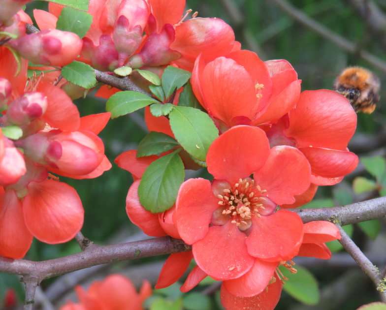 Quince flowers puzzle online from photo
