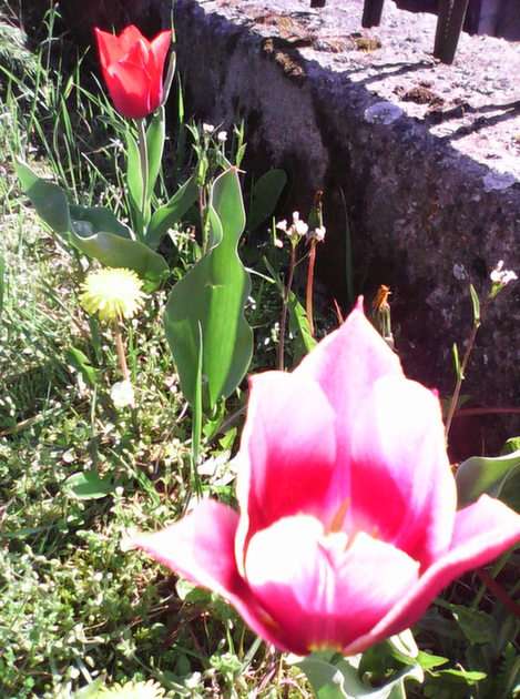 tulipas puzzle online a partir de fotografia
