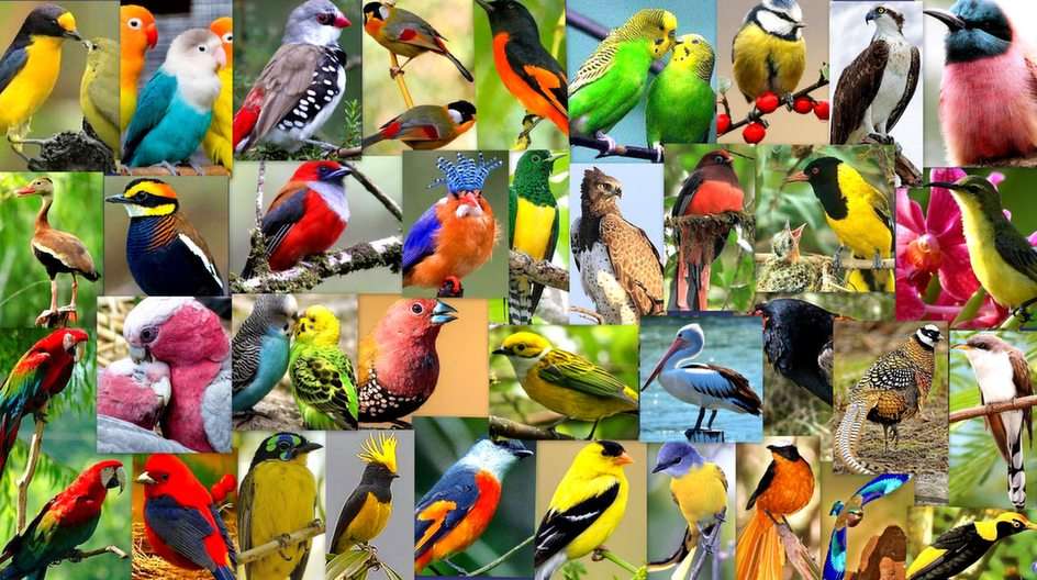 Птахи головоломка з фото