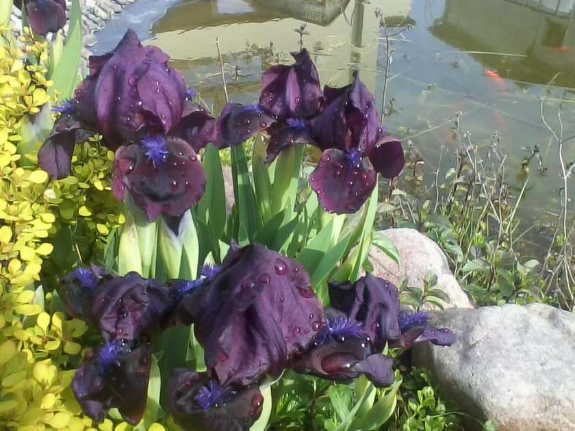Miniature irises online puzzle
