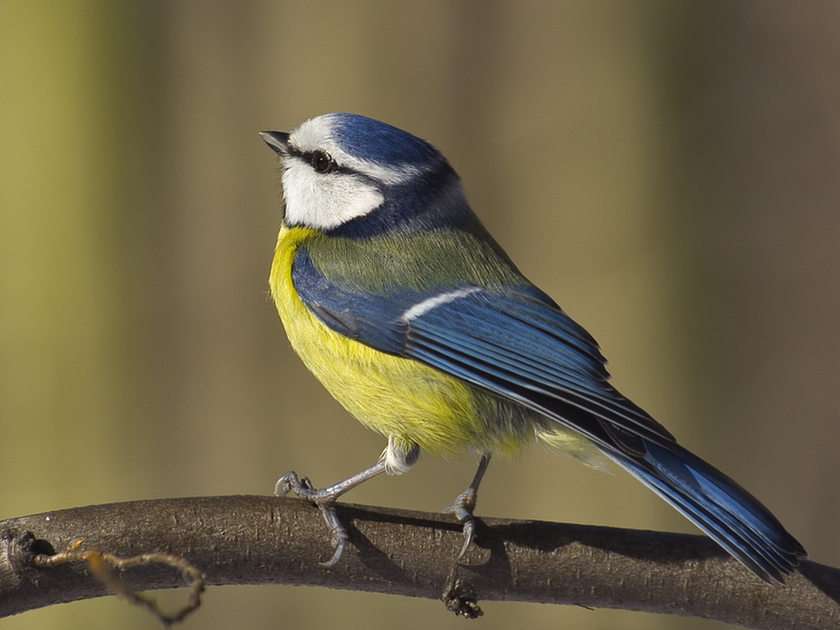 fåglar pussel online från foto
