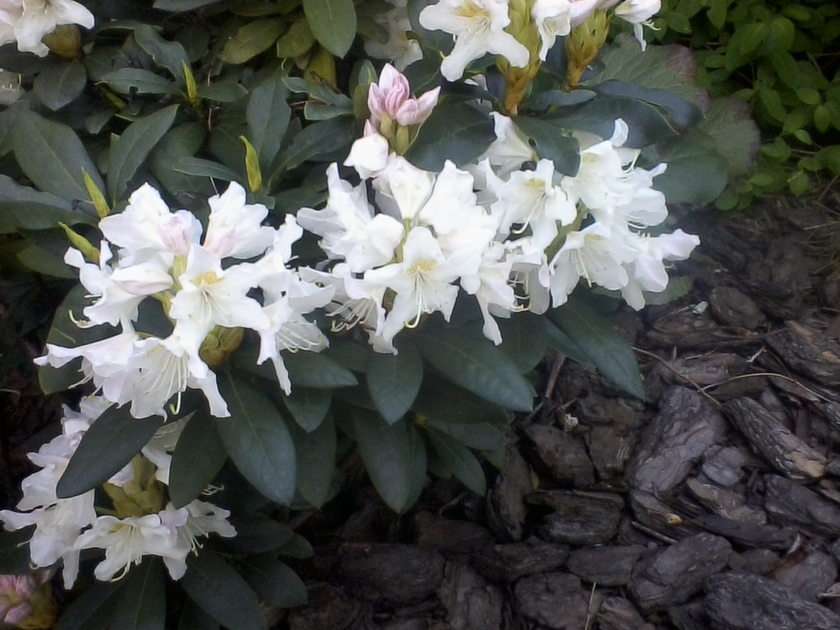 Rhododendron pussel online från foto