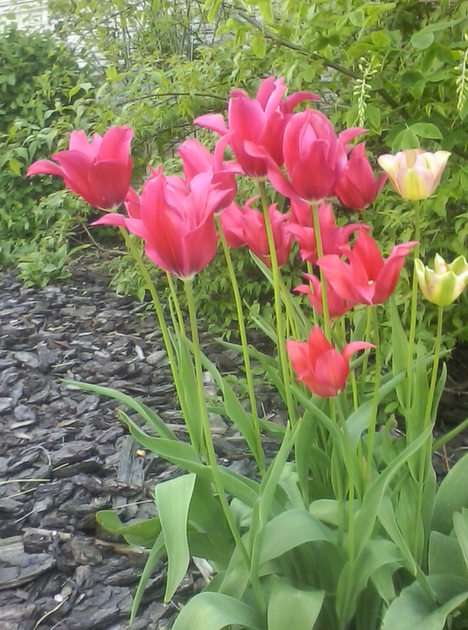 Tulipes puzzle en ligne