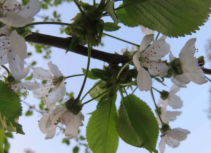 körsbärsblommor pussel online från foto