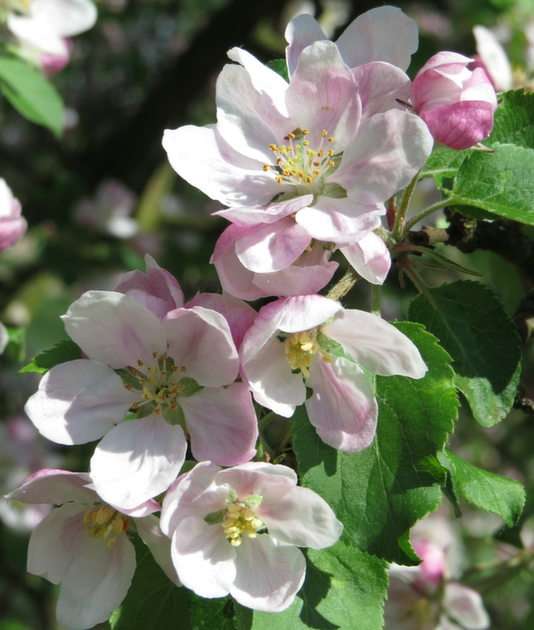 Květy jablek online puzzle