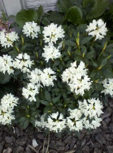 A white rhododendron online puzzle
