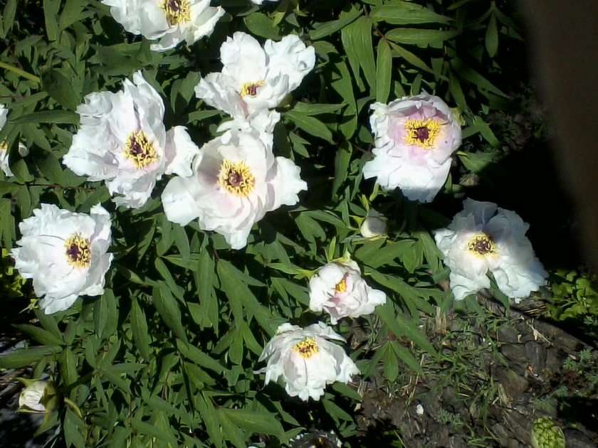 Tree peony puzzle online from photo