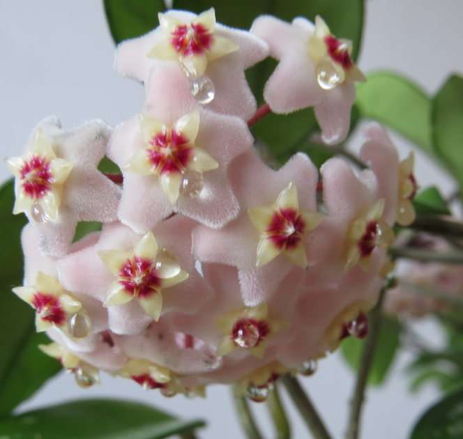 Öronvax blommor Pussel online