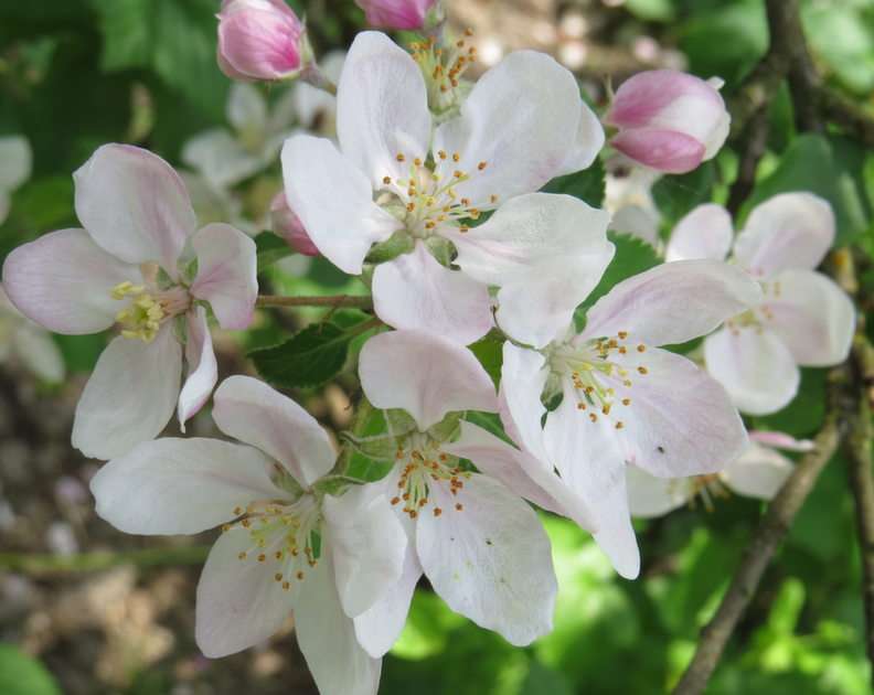 Apple tree in May puzzle online from photo