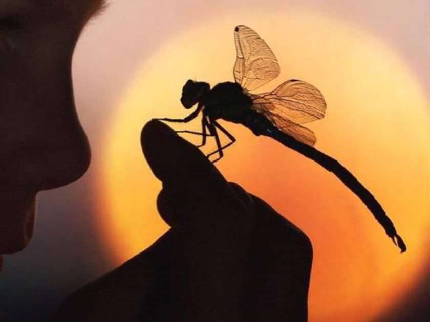 Insecto puzzel online van foto