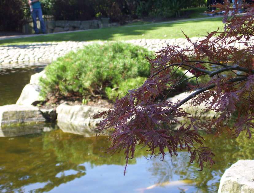 Киотский сад пазл из фотографии