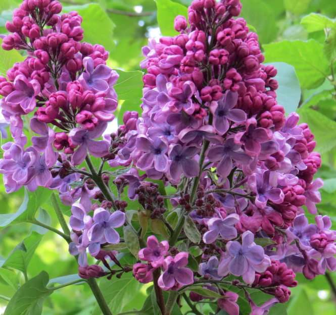Without a lilac puzzle online from photo