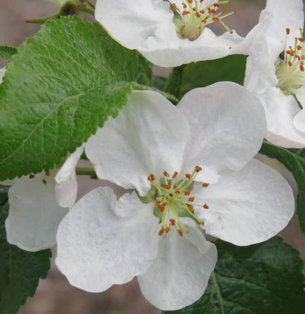 Fehér virágok online puzzle