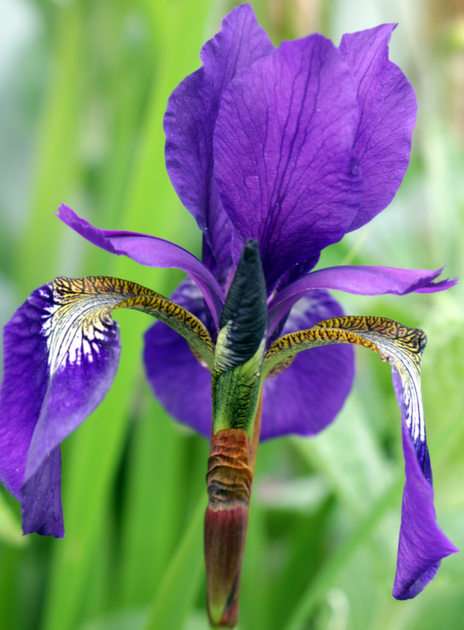 iris pussel online från foto