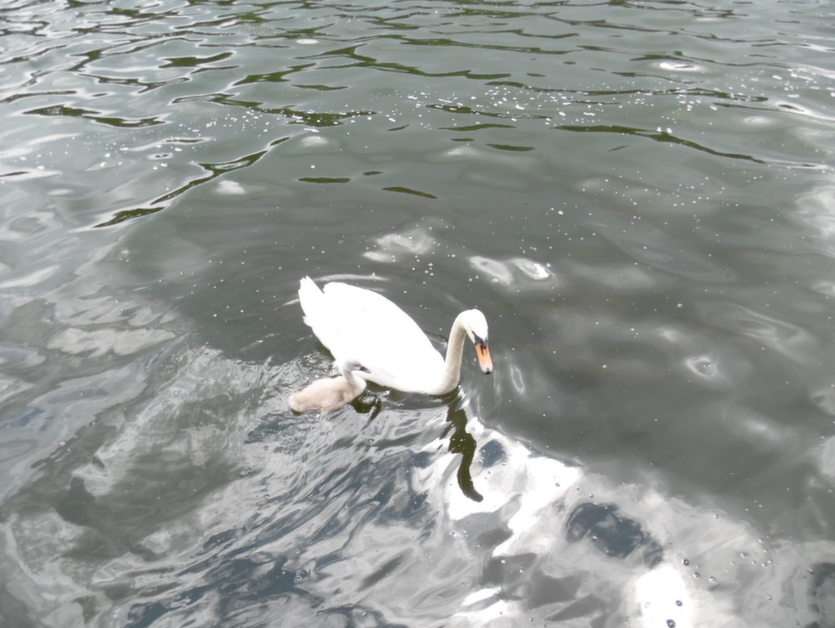 cisne com filhote puzzle online a partir de fotografia