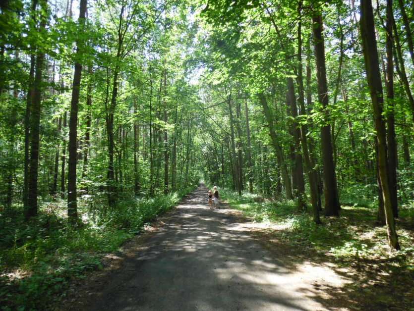 Marcher dans les bois puzzle en ligne à partir d'une photo