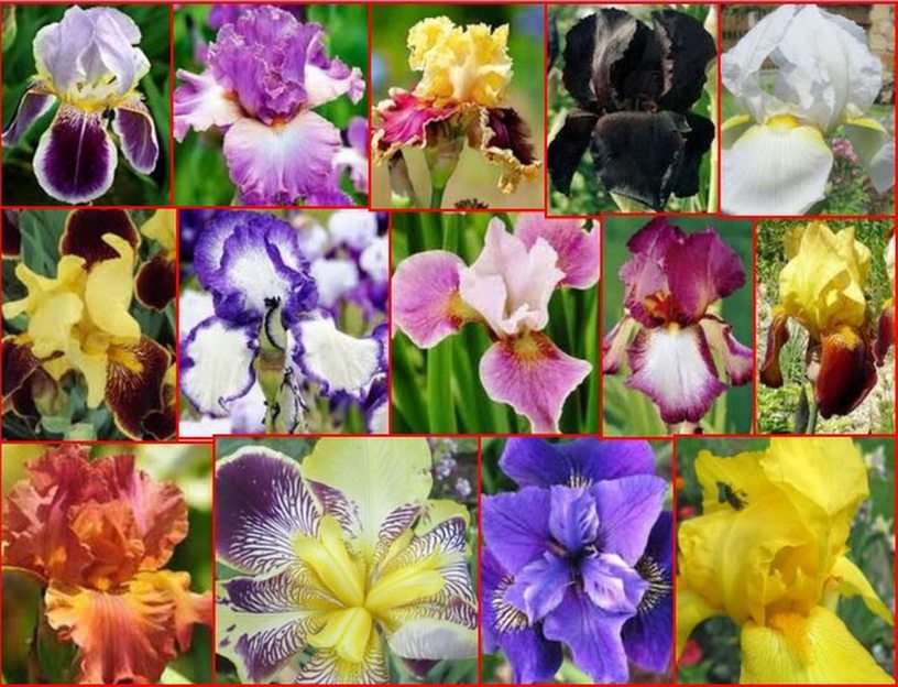 Irisuri puzzle online din fotografie
