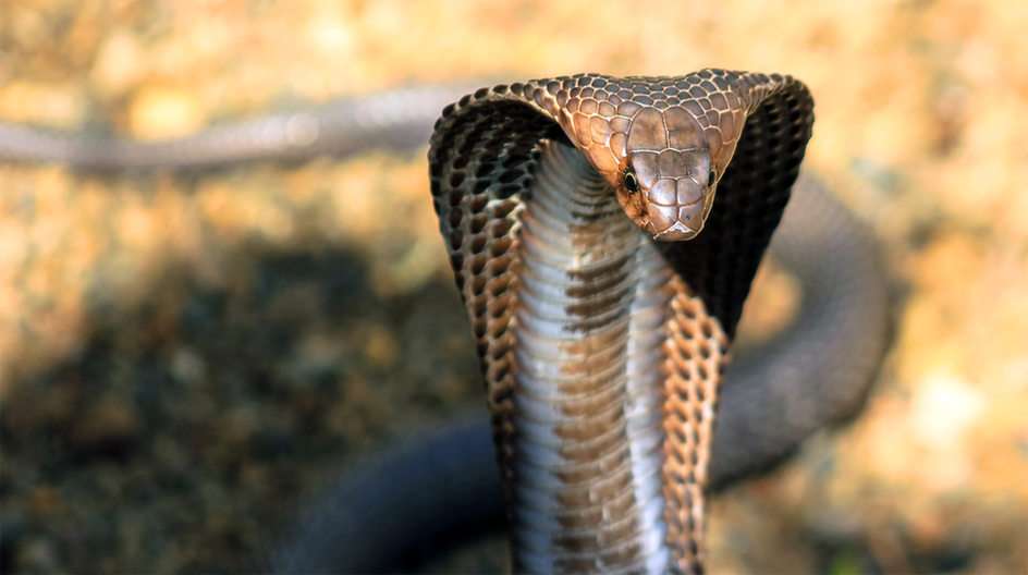 Королевская кобра онлайн-пазл