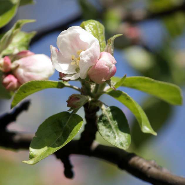 apple tree puzzle online from photo