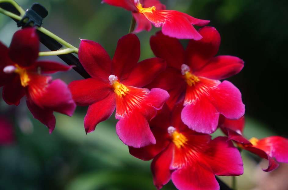Orchidee 2 Online-Puzzle
