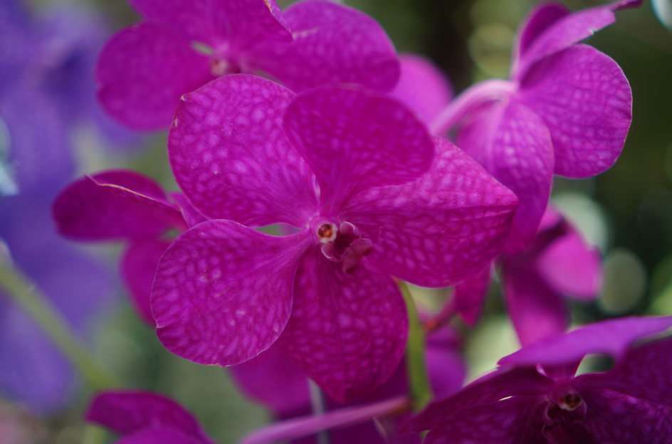 orquídea3 rompecabezas en línea