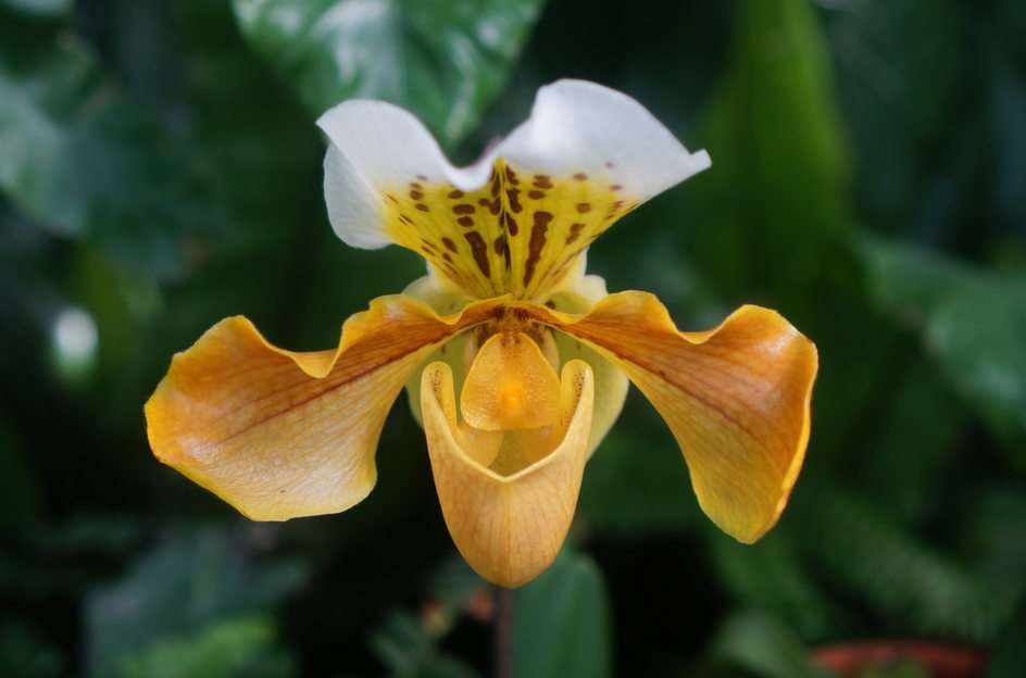orchidee 4 puzzel online van foto