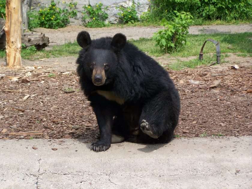 ursuleț de pluș la grădina zoologică puzzle online din fotografie