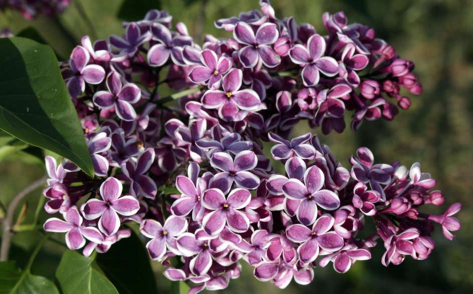 lilac puzzle online from photo