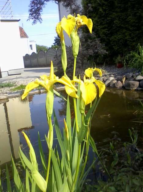 Water irises puzzle online from photo