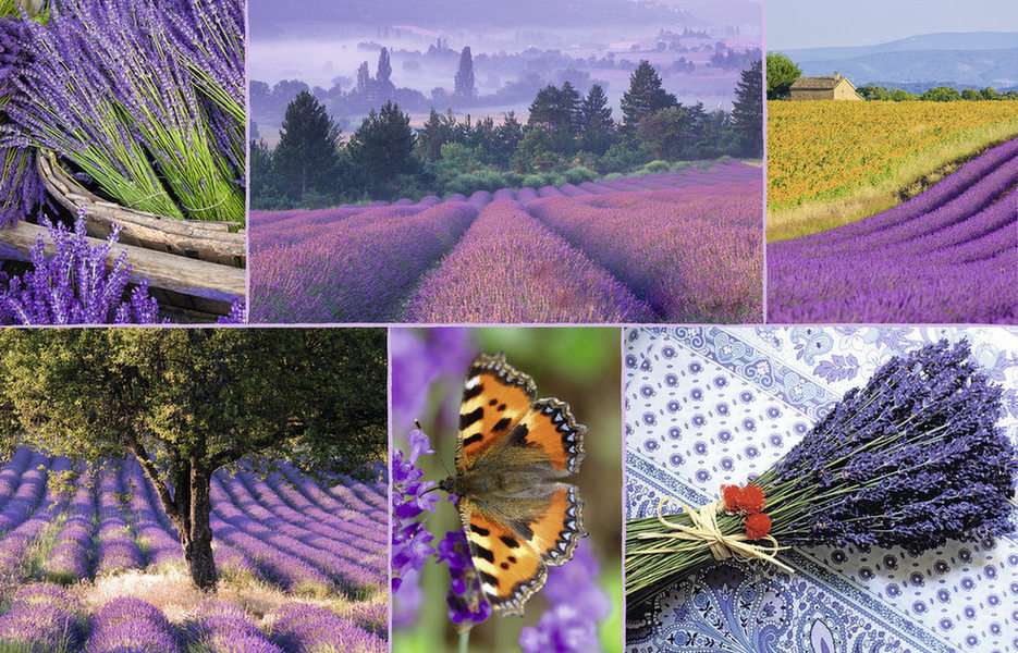 Lavendel puzzel online van foto
